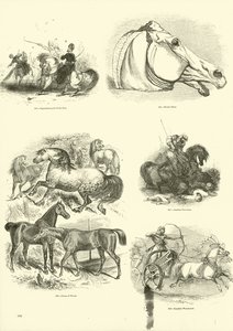 Side fra The Pictorial Museum of Animated Nature af English School