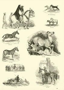 Side fra The Pictorial Museum of Animated Nature af English School