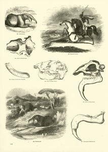 Side fra The Pictorial Museum of Animated Nature af English School