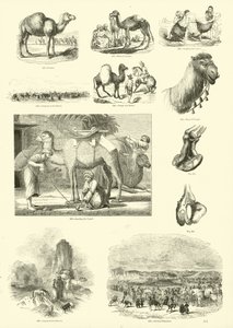 Side fra The Pictorial Museum of Animated Nature af English School