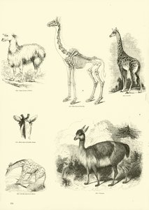 Side fra The Pictorial Museum of Animated Nature af English School