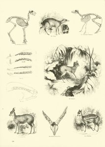 Side fra The Pictorial Museum of Animated Nature