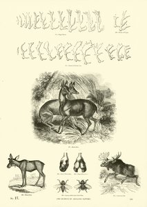 Side fra The Pictorial Museum of Animated Nature af English School