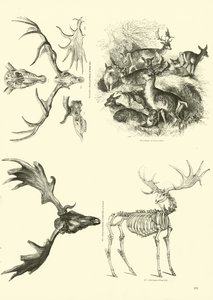 Side fra The Pictorial Museum of Animated Nature af English School