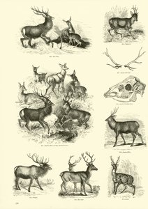 Side fra The Pictorial Museum of Animated Nature