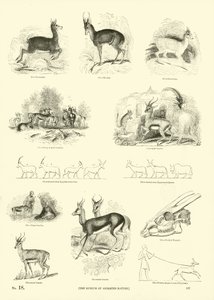 Side fra The Pictorial Museum of Animated Nature