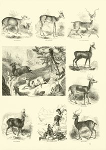 Side fra The Pictorial Museum of Animated Nature