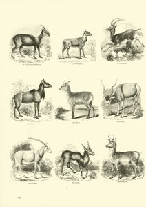 Side fra The Pictorial Museum of Animated Nature af English School