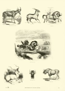 Side fra The Pictorial Museum of Animated Nature af English School