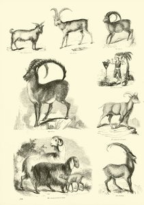 Side fra The Pictorial Museum of Animated Nature af English School