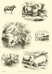 Side fra The Pictorial Museum of Animated Nature af English School