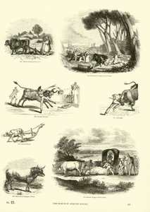 Side fra The Pictorial Museum of Animated Nature af English School