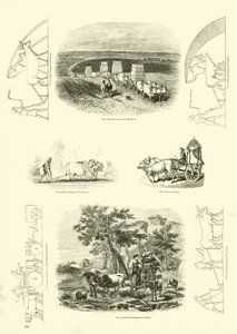 Side fra The Pictorial Museum of Animated Nature af English School