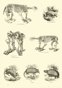 Side fra The Pictorial Museum of Animated Nature af English School