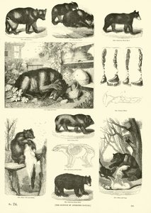 Side fra The Pictorial Museum of Animated Nature af English School