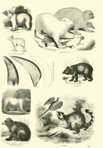 Side fra The Pictorial Museum of Animated Nature af English School