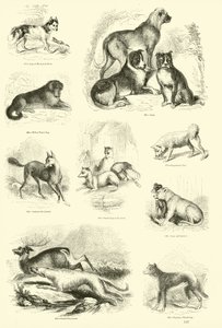Side fra The Pictorial Museum of Animated Nature af English School