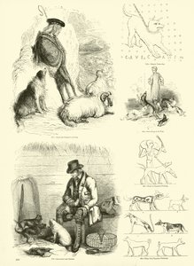 Side fra The Pictorial Museum of Animated Nature af English School