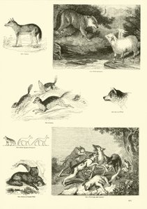 Side fra The Pictorial Museum of Animated Nature af English School