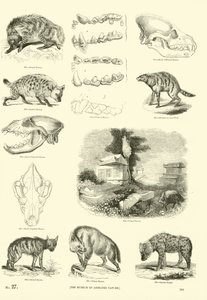 Side fra The Pictorial Museum of Animated Nature af English School