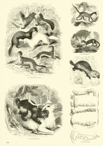 Side fra The Pictorial Museum of Animated Nature