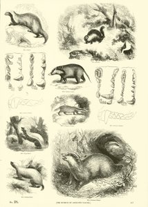 Side fra The Pictorial Museum of Animated Nature af English School