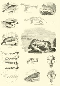 Side fra The Pictorial Museum of Animated Nature