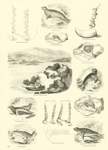 Side fra The Pictorial Museum of Animated Nature