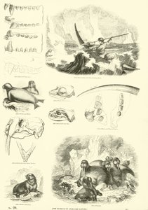 Side fra The Pictorial Museum of Animated Nature