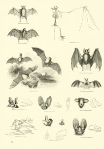 Side fra The Pictorial Museum of Animated Nature af English School