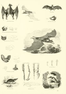 Side fra The Pictorial Museum of Animated Nature af English School
