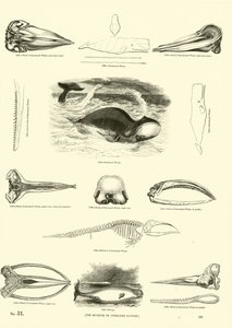 Side fra The Pictorial Museum of Animated Nature af English School