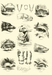 Side fra The Pictorial Museum of Animated Nature af English School