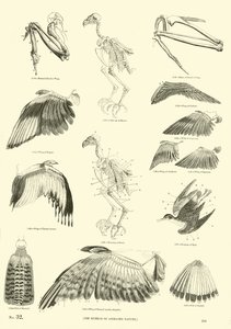 Side fra The Pictorial Museum of Animated Nature af English School