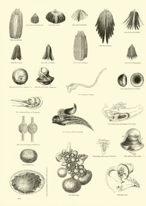 Side fra The Pictorial Museum of Animated Nature