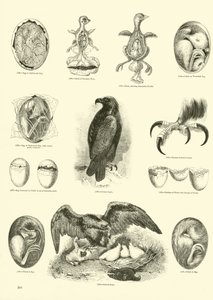 Side fra The Pictorial Museum of Animated Nature