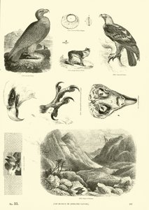 Side fra The Pictorial Museum of Animated Nature af English School