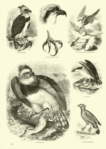 Side fra The Pictorial Museum of Animated Nature af English School