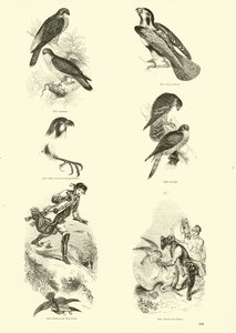 Side fra The Pictorial Museum of Animated Nature af English School