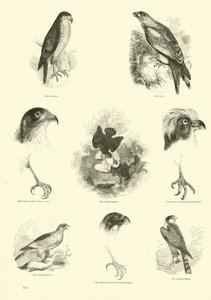 Side fra The Pictorial Museum of Animated Nature af English School