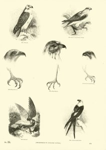 Side fra The Pictorial Museum of Animated Nature af English School