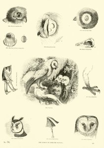 Side fra The Pictorial Museum of Animated Nature