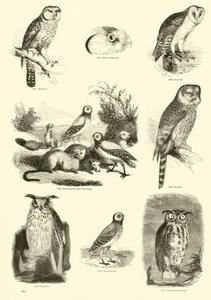 Side fra The Pictorial Museum of Animated Nature af English School