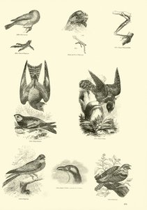 Side fra The Pictorial Museum of Animated Nature