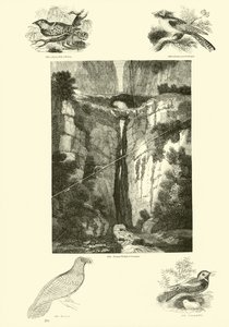Side fra The Pictorial Museum of Animated Nature af English School
