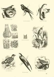 Side fra The Pictorial Museum of Animated Nature af English School