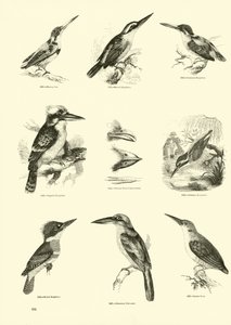 Side fra The Pictorial Museum of Animated Nature af English School