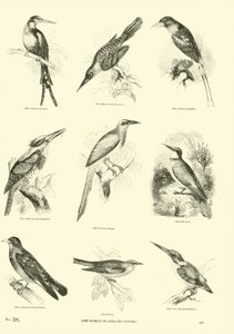 Side fra The Pictorial Museum of Animated Nature af English School