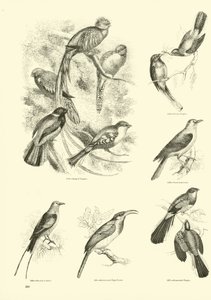Side fra The Pictorial Museum of Animated Nature af English School