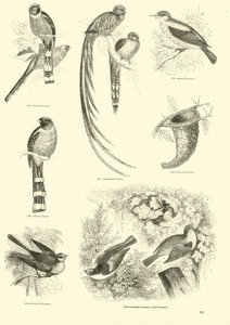 Side fra The Pictorial Museum of Animated Nature